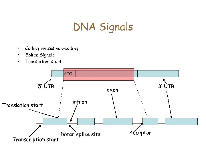 DNA Signals • • • Coding versus non-coding Splice Signals Translation start ATG 5’
