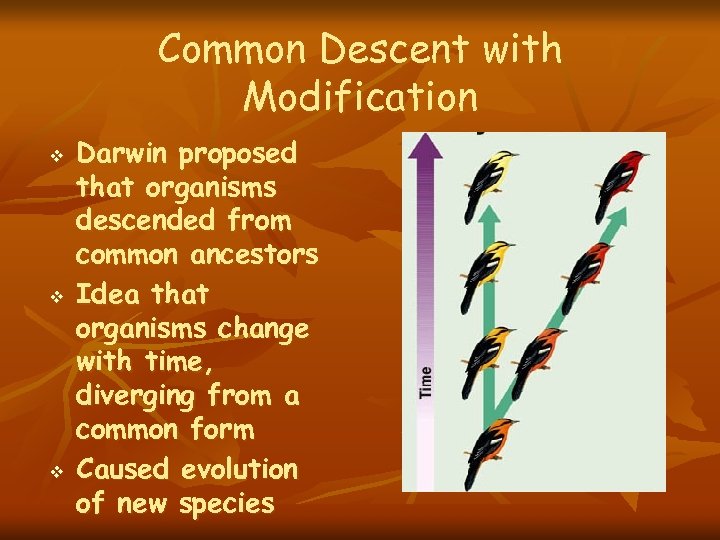 Common Descent with Modification v v v Darwin proposed that organisms descended from common