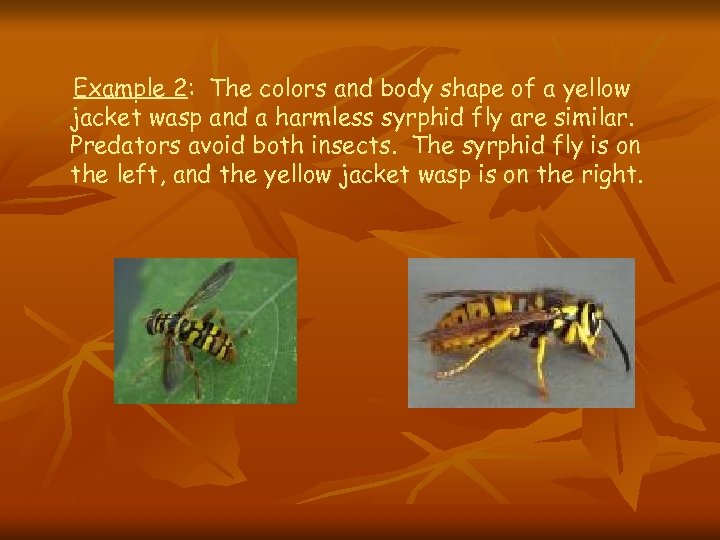 Example 2: The colors and body shape of a yellow jacket wasp and a