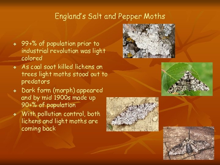 England’s Salt and Pepper Moths v v 99+% of population prior to industrial revolution