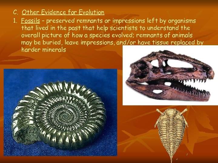 C. Other Evidence for Evolution 1. Fossils – preserved remnants or impressions left by