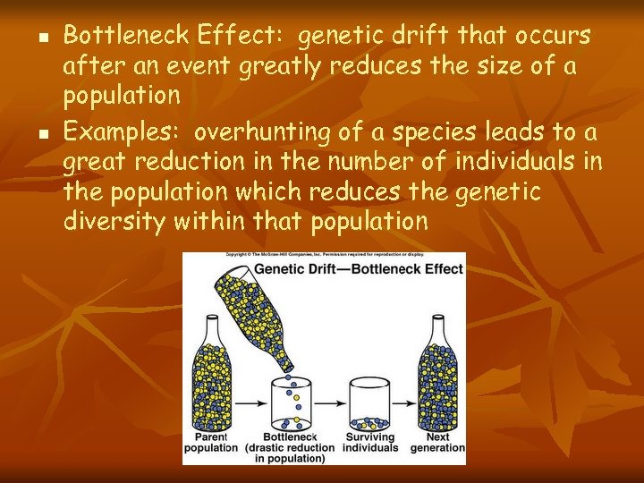 n n Bottleneck Effect: genetic drift that occurs after an event greatly reduces the