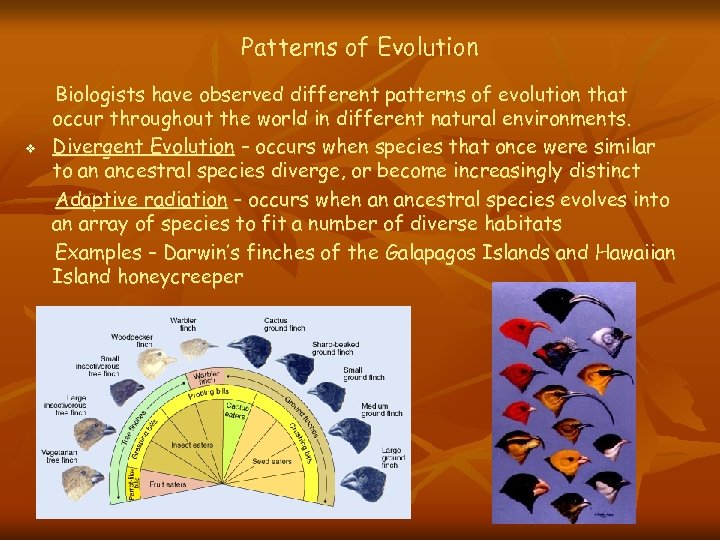 Patterns of Evolution v Biologists have observed different patterns of evolution that occur throughout