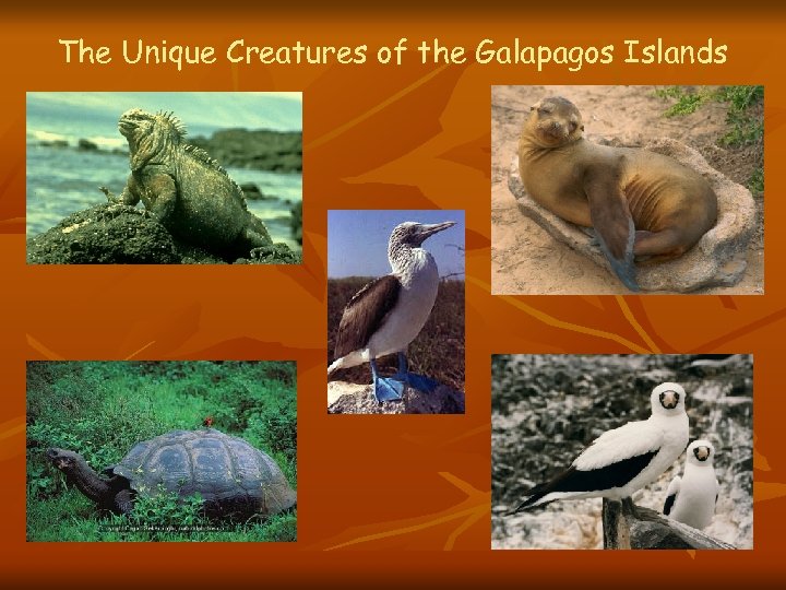 The Unique Creatures of the Galapagos Islands 