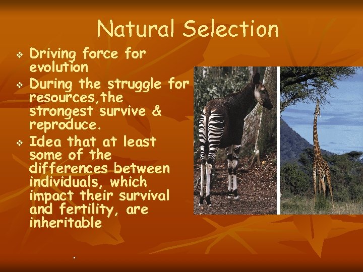 Natural Selection v v v Driving force for evolution During the struggle for resources,