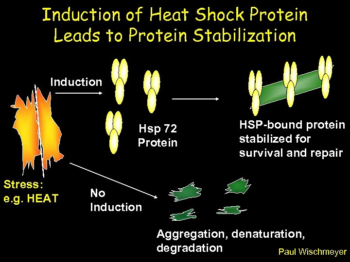 Induction of Heat Shock Protein Leads to Protein Stabilization Induction Hsp 72 Protein Stress: