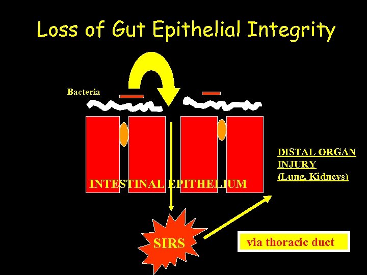 Loss of Gut Epithelial Integrity Bacteria INTESTINAL EPITHELIUM SIRS DISTAL ORGAN INJURY (Lung, Kidneys)