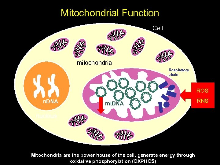 Mitochondrial Function Cell mitochondria Respiratory chain ROS n. DNA mt. DNA nucleus Mitochondria are