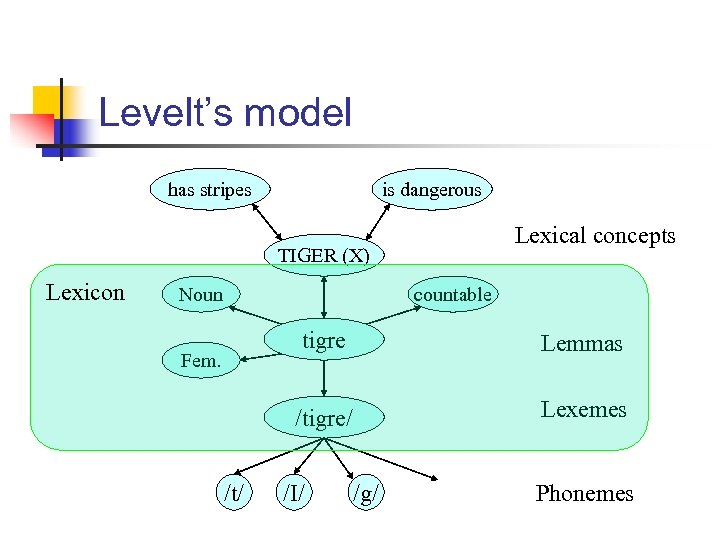 Levelt’s model has stripes is dangerous Lexical concepts TIGER (X) Lexicon Noun countable tigre