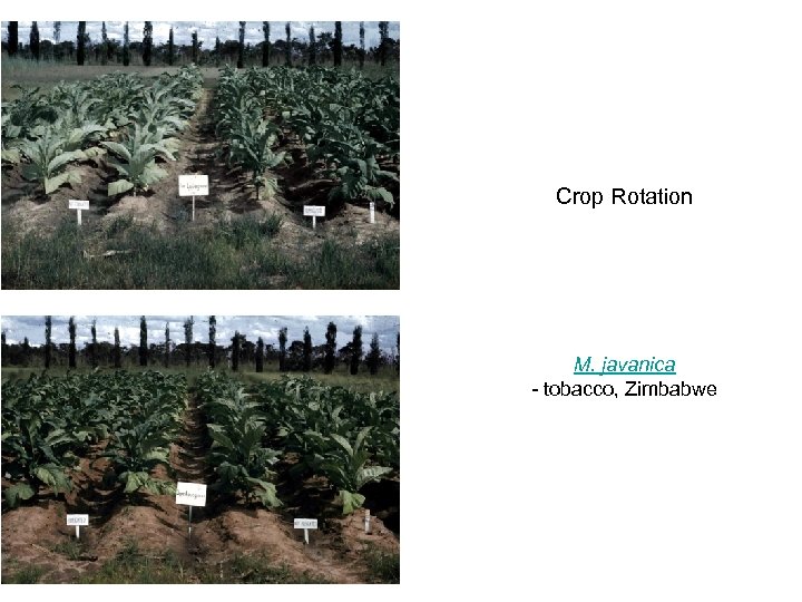 Crop Rotation M. javanica - tobacco, Zimbabwe 