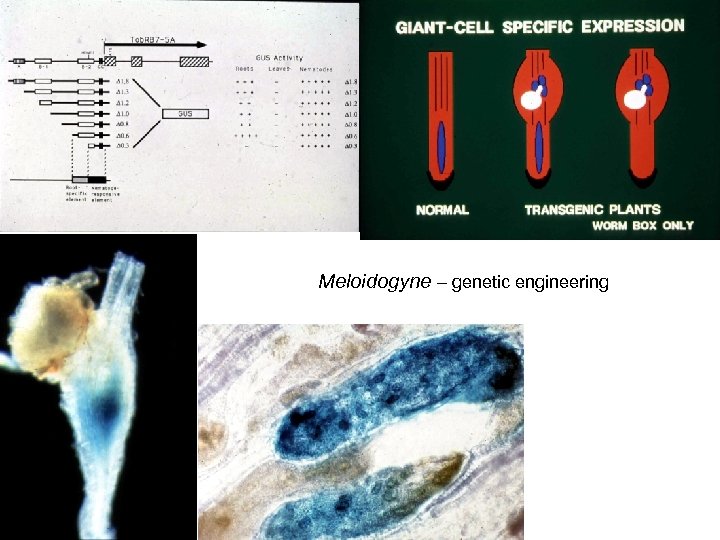 Meloidogyne – genetic engineering 