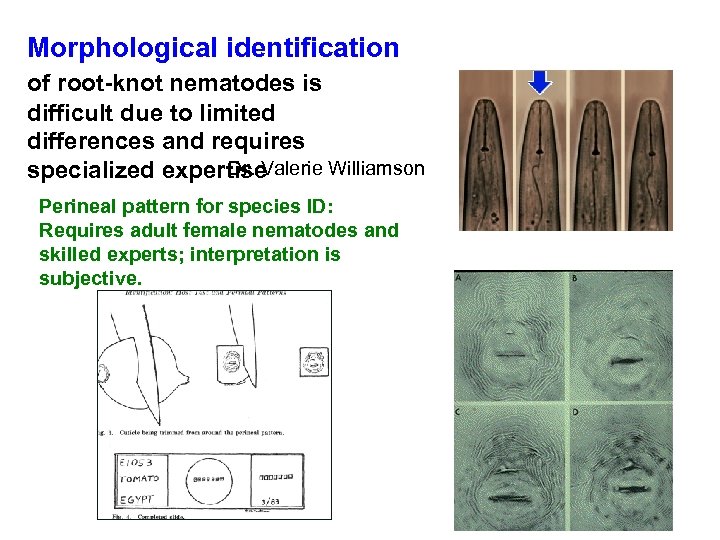 Morphological identification of root-knot nematodes is difficult due to limited differences and requires Dr.