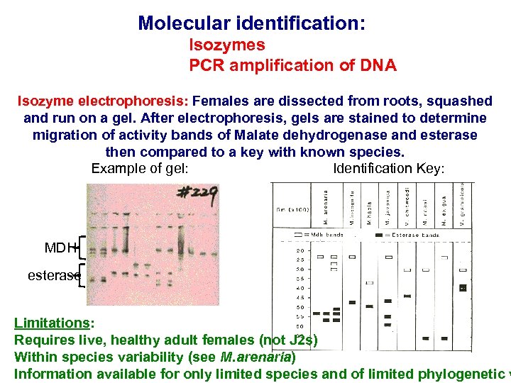 Molecular identification: Isozymes PCR amplification of DNA Isozyme electrophoresis: Females are dissected from roots,