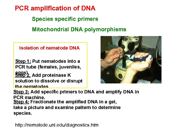 PCR amplification of DNA Species specific primers Mitochondrial DNA polymorphisms Isolation of nematode DNA