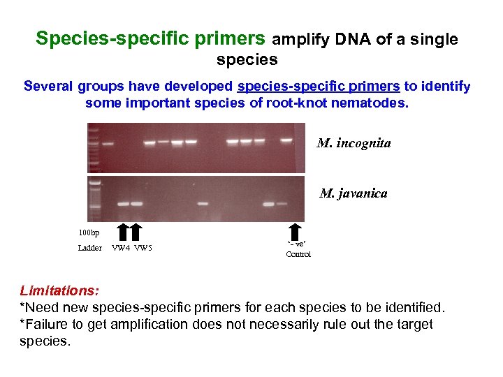 Species-specific primers amplify DNA of a single species Several groups have developed species-specific primers