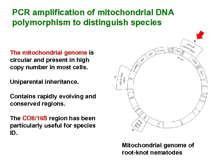 PCR amplification of mitochondrial DNA polymorphism to distinguish species The mitochondrial genome is circular