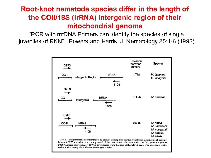 Root-knot nematode species differ in the length of the COII/18 S (lr. RNA) intergenic