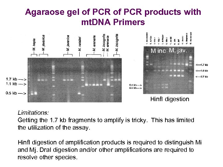 Agaraose gel of PCR products with mt. DNA Primers M inc M. jav. Hinf.