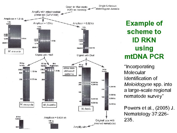 Example of scheme to ID RKN using mt. DNA PCR “Incorporating Molecular Identification of