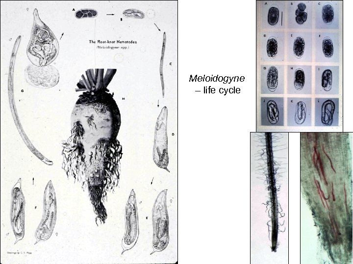 Meloidogyne – life cycle 