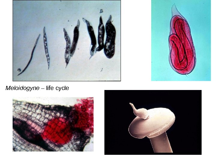 Nematology 100 Lecture 15 Slides Meloidogyne