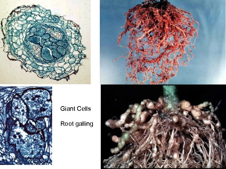 Giant Cells Root galling 