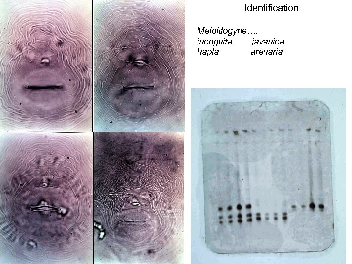 Identification Meloidogyne…. incognita javanica hapla arenaria 
