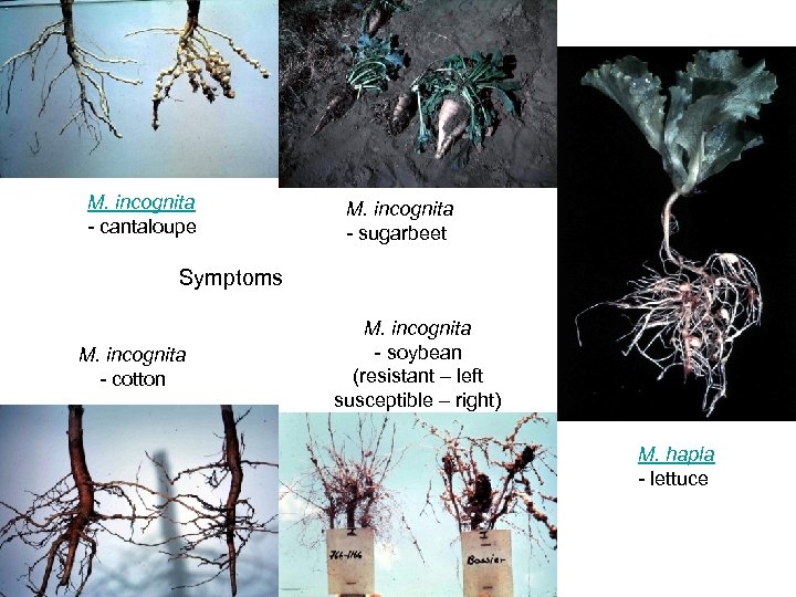 M. incognita - cantaloupe M. incognita - sugarbeet Symptoms M. incognita - cotton M.