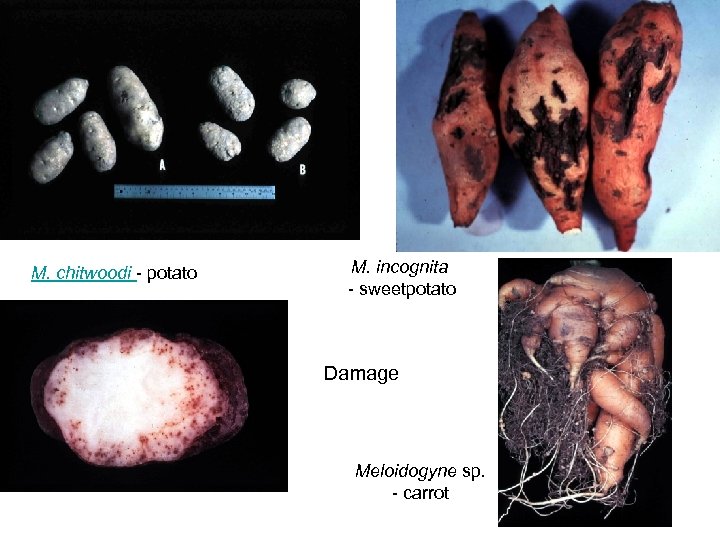 M. chitwoodi - potato M. incognita - sweetpotato Damage Meloidogyne sp. - carrot 