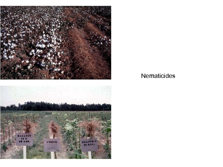 Nematicides 