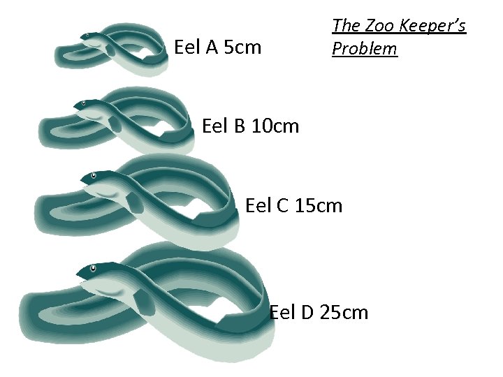 The Zoo Keeper’s Problem Eel A 5 cm Eel B 10 cm Eel C
