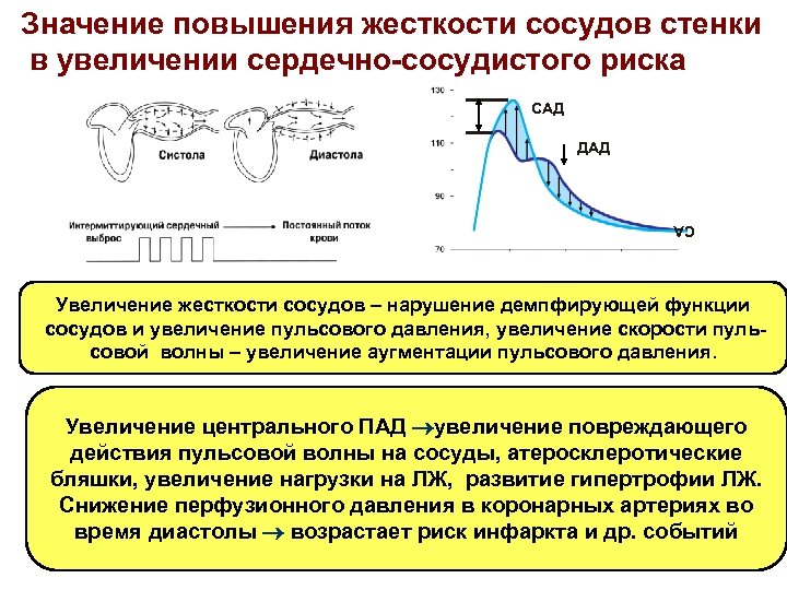 Значение повышения жесткости сосудов стенки в увеличении сердечно-сосудистого риска САД ДАД СА Увеличение жесткости