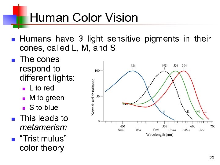 Human Color Vision n n Humans have 3 light sensitive pigments in their cones,