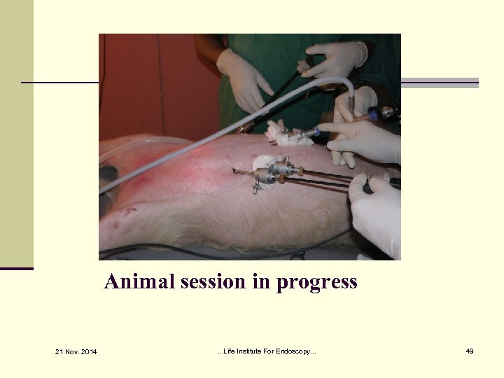 Animal session in progress 21 Nov. 2014 . . . Life Institute For Endoscopy.