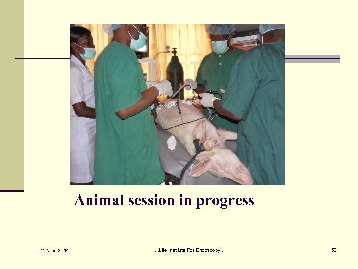 Animal session in progress 21 Nov. 2014 . . . Life Institute For Endoscopy.
