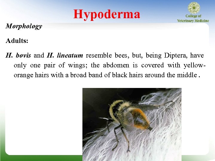 Hypoderma Morphology Adults: H. bovis and H. lineatum resemble bees, but, being Diptera, have