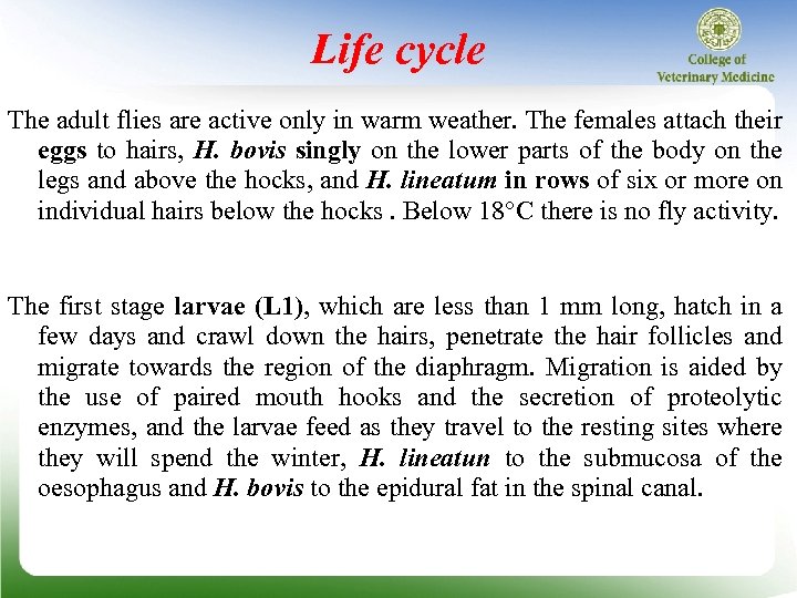 Life cycle The adult flies are active only in warm weather. The females attach