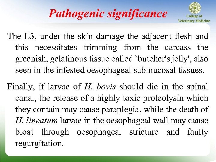 Pathogenic significance The L 3, under the skin damage the adjacent flesh and this