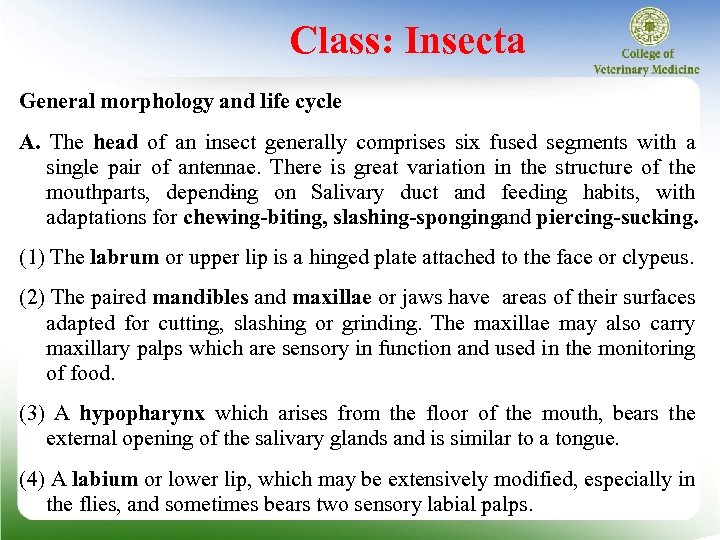 Class: Insecta General morphology and life cycle A. The head of an insect generally