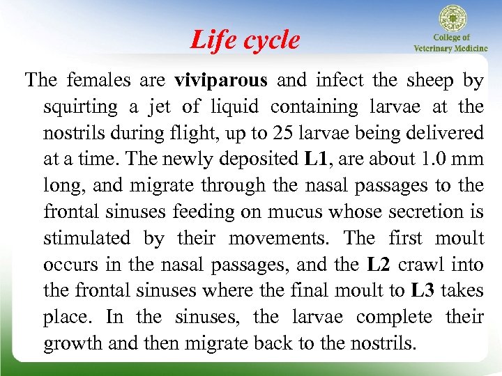 Life cycle The females are viviparous and infect the sheep by squirting a jet