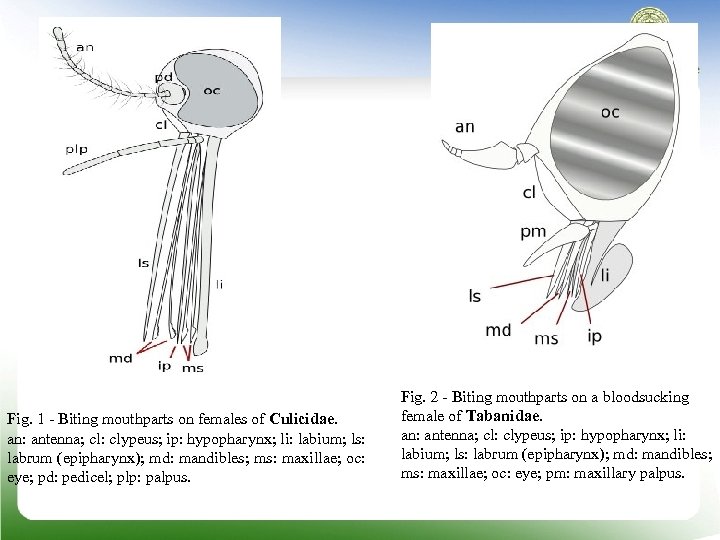 Fig. 1 Biting mouthparts on females of Culicidae. an: antenna; cl: clypeus; ip: hypopharynx;