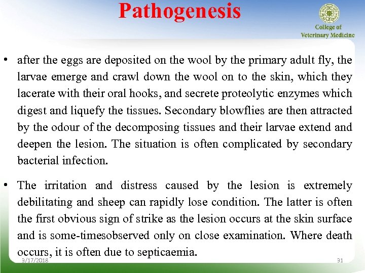Pathogenesis • after the eggs are deposited on the wool by the primary adult