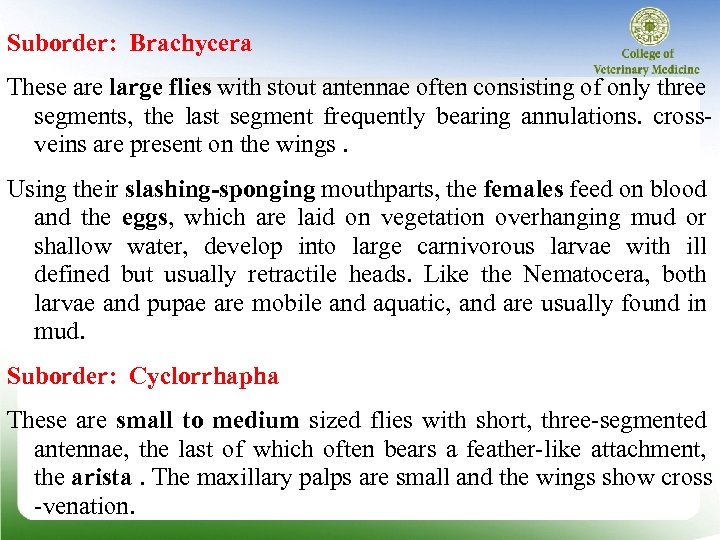 Suborder: Brachycera These are large flies with stout antennae often consisting of only three