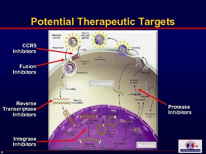 Potential Therapeutic Targets CCR 5 Inhibitors Fusion Inhibitors Cytoplasm Reverse Transcriptase Inhibitors Integrase Inhibitors