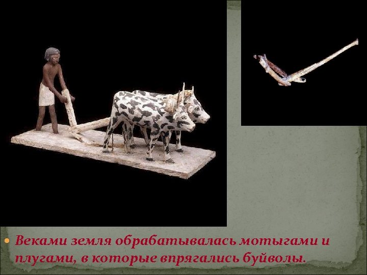  Веками земля обрабатывалась мотыгами и плугами, в которые впрягались буйволы. 