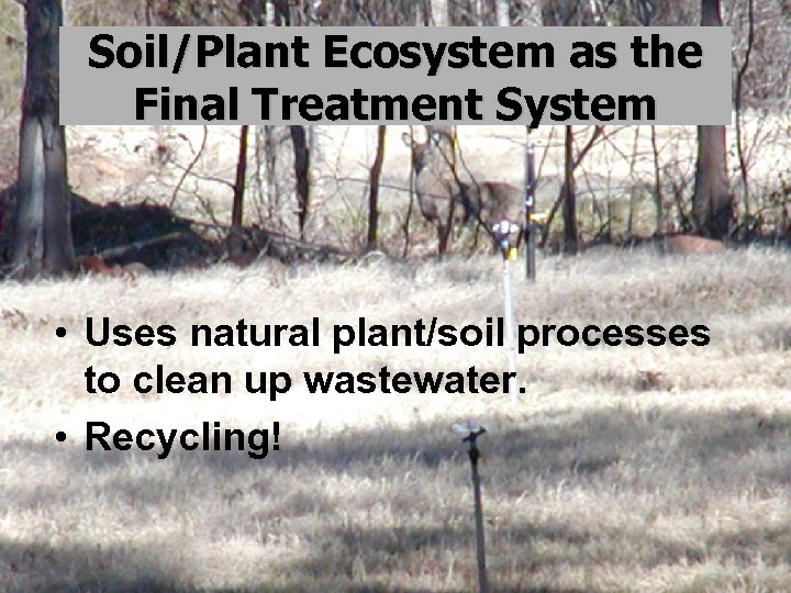 Soil/Plant Ecosystem as the Final Treatment System • Uses natural plant/soil processes to clean