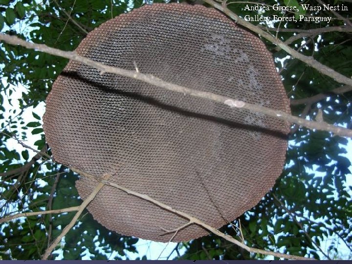 Solutions Andrea Grosse, Wasp Nest in Gallery Forest, Paraguay Original images Mention in metadata