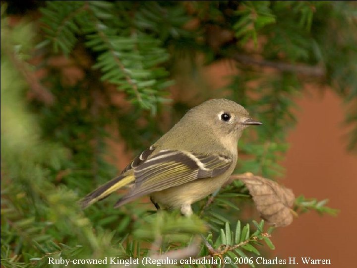 Ruby-crowned Kinglet (Regulus calendula) © 2006 Charles H. Warren 