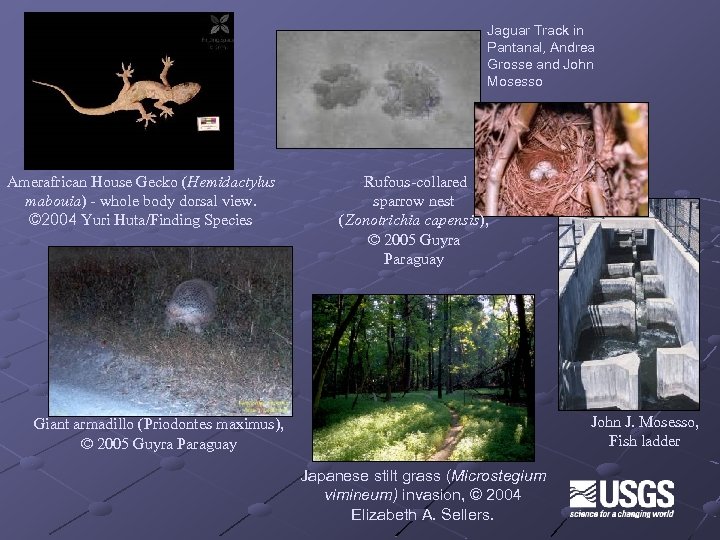 Jaguar Track in Pantanal, Andrea Grosse and John Mosesso Amerafrican House Gecko (Hemidactylus mabouia)