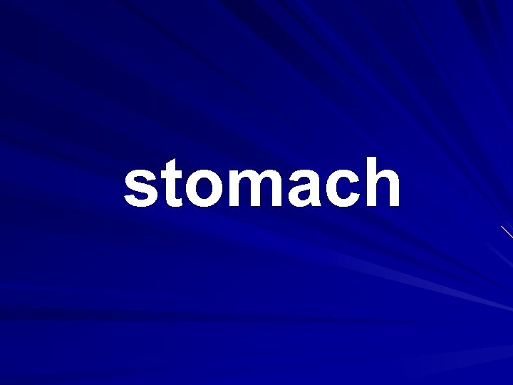 stomach 